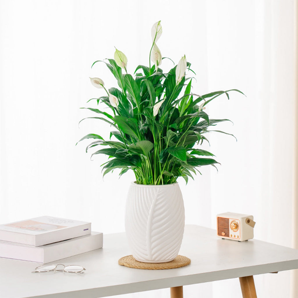 Outoloxit Self-Watering Flower Pot for Lazy Gardeners - Automatic Plant Watering System, Leaf Shaped Plastic Planter for Desktop, Balcony, Succulents and Herbs