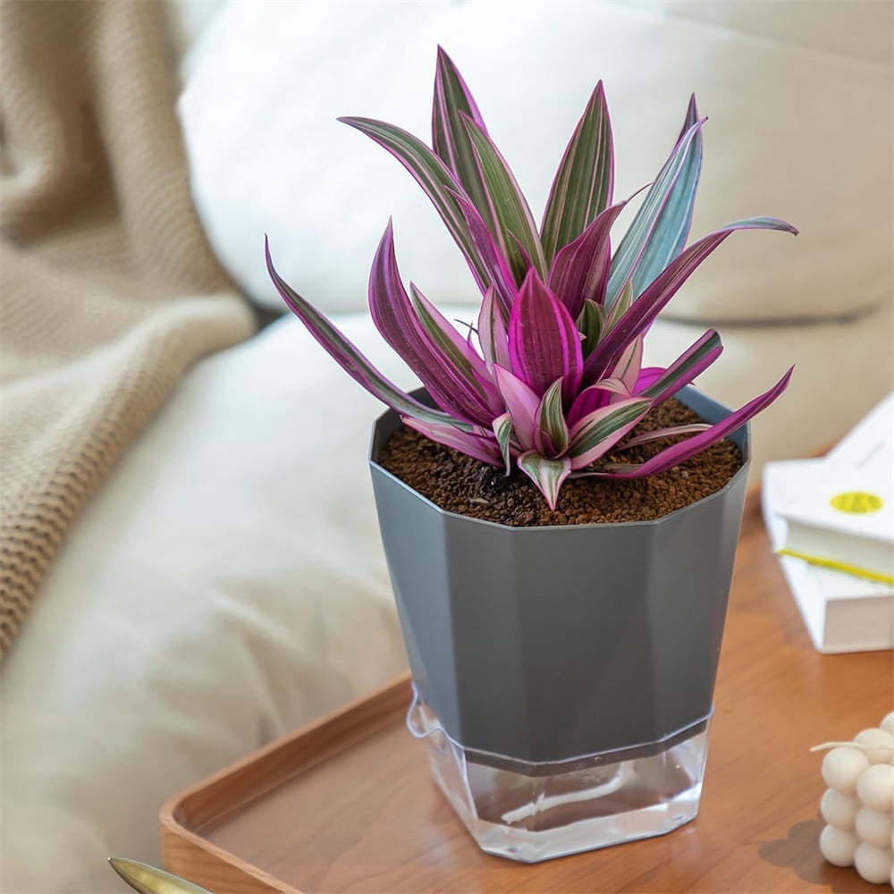 NOGIS 4 Pack Self Watering Plant Pots 5" Self Watering Planters for Indoor and Outdoor Plants African Violet Self Watering Pots Clear Pots for Houseplant Pots, Dark Grey (4Pcs 5Inch)