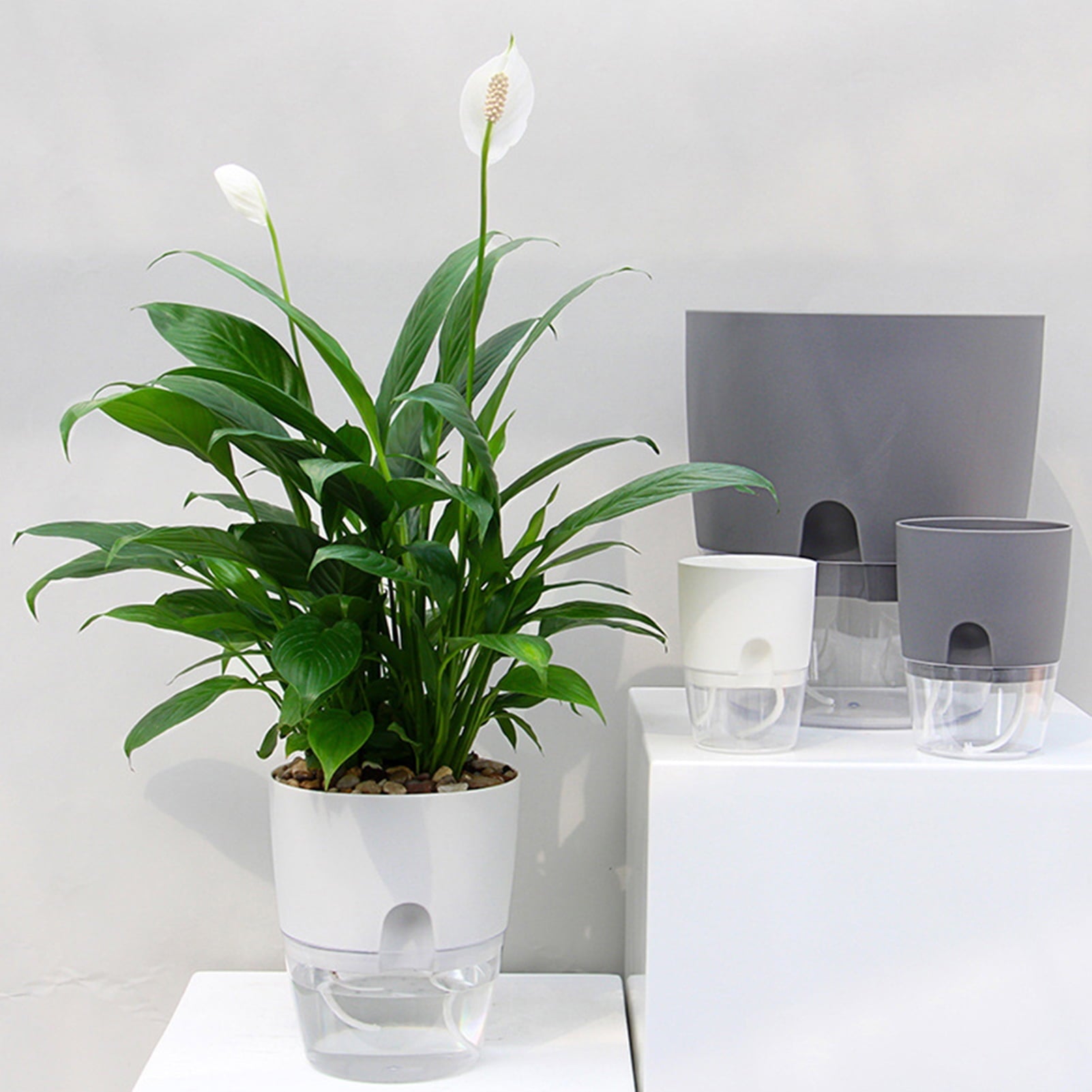 Dream Lifestyle Self Watering Pots for Indoor Plants, Self-Watering Planters Box Transparent for Devil's Ivy, Spider Plant, Orchid for Home & Office