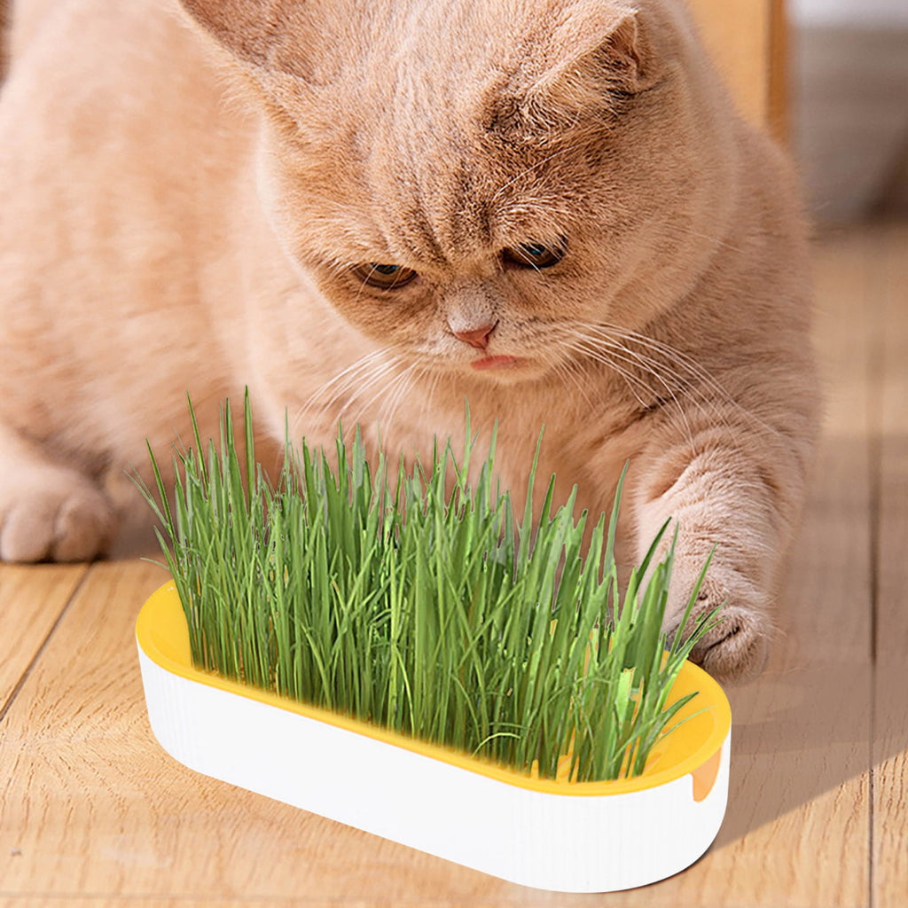 Cat Grass Planter, Hydroponic Planter, Hydroponic Grass Planter, Self Watering Cat Grass Planting Container Soilless Pots Window Planting Box Hydroponic Planter Nursery Planting Pots Growing Products