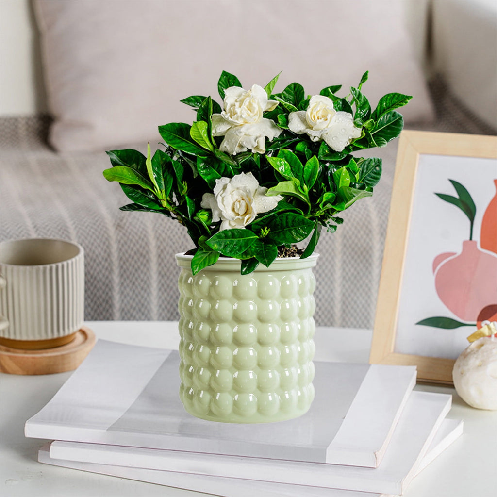 Self Watering Transparent Flower Pot | Automatic Plastic Planter for Small Indoor Plants, Hydroponics | Beige, White, Gray, Green | 12x10.5x11.5cm | Home Decor