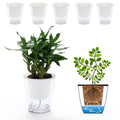 5 Packs 4.3 Inches Clear Self Watering Planters Plastic Self Watering Pots Wick Flower Pots for Indoor Plants, African Violet, Ocean Spider Plant, Orchid, Clear and White