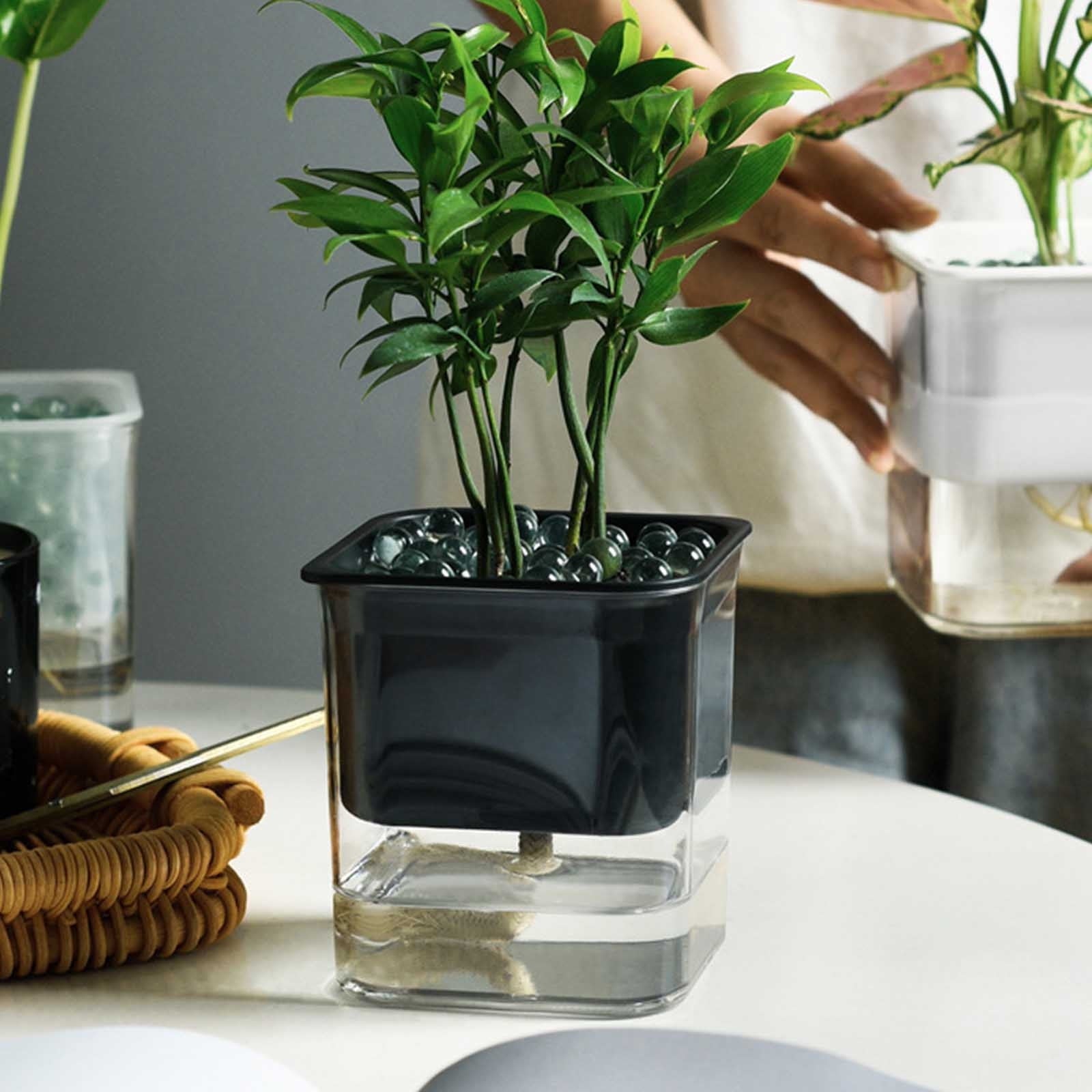 COM1950s Self-Watering Planter- Self Watering Pots for Indoor Plants,Clear Plastic Automatic-Watering Planter Flower Pot Square-Plant-Pot for All Plants,Succulents,Herb,African Violets,Flowers (4X4In)
