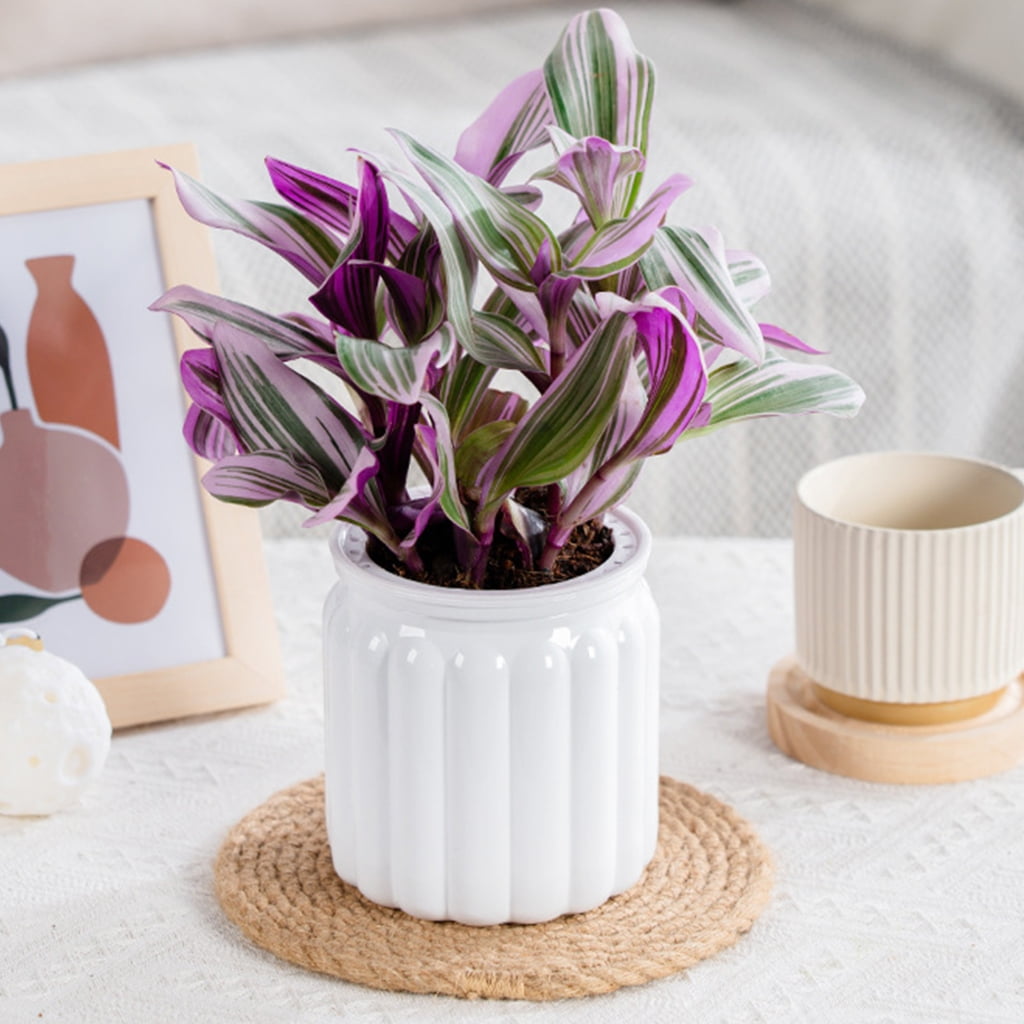 Stylish Self Watering Planter with Large Capacity for Extended Watering Interval