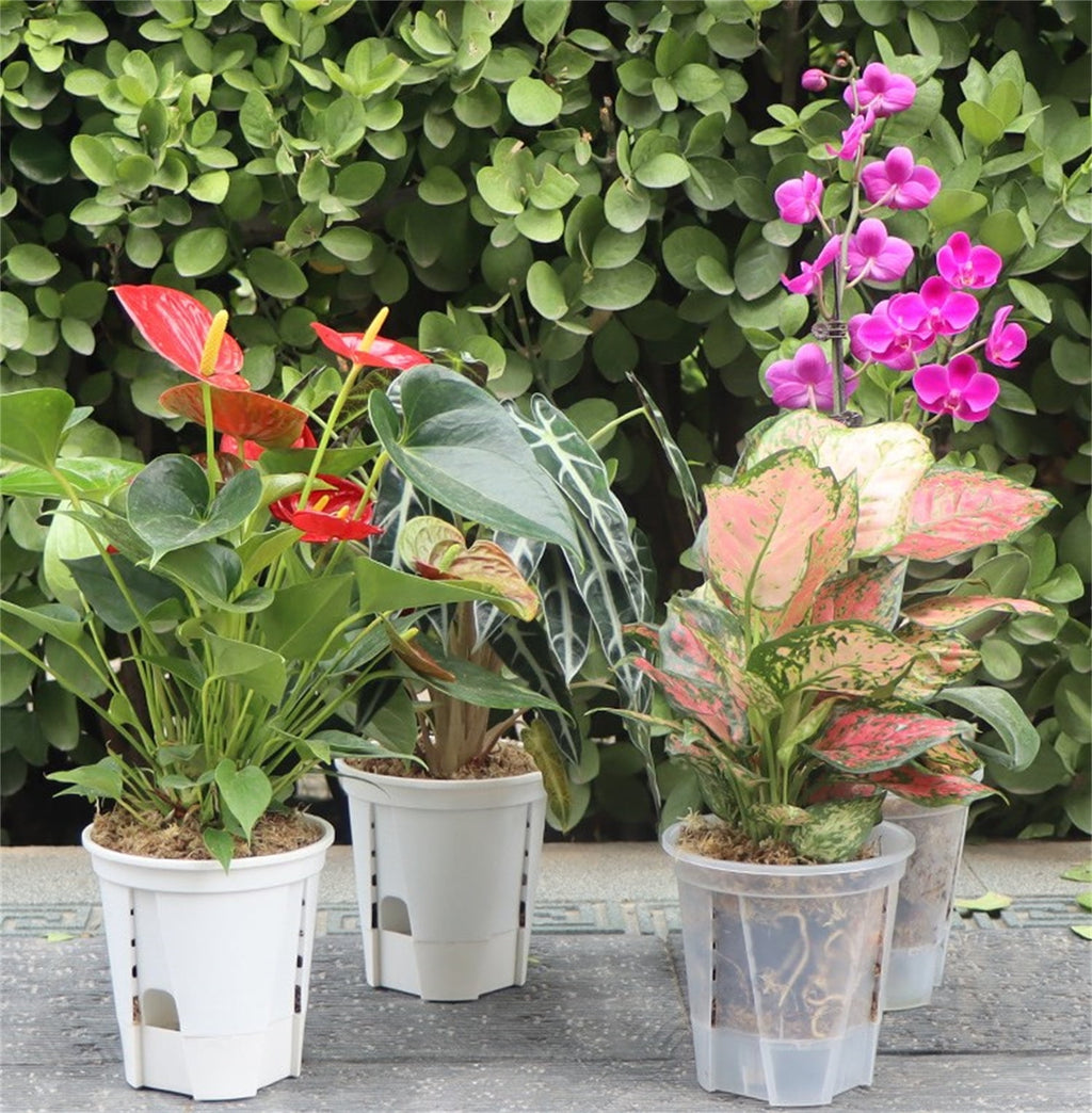 Self Watering Pots,Bexikou Set of 3 Plastic Planters with Drainage Holes and Deep Reservoir for Indoor Outdoor Garden Plants and Flowers, White