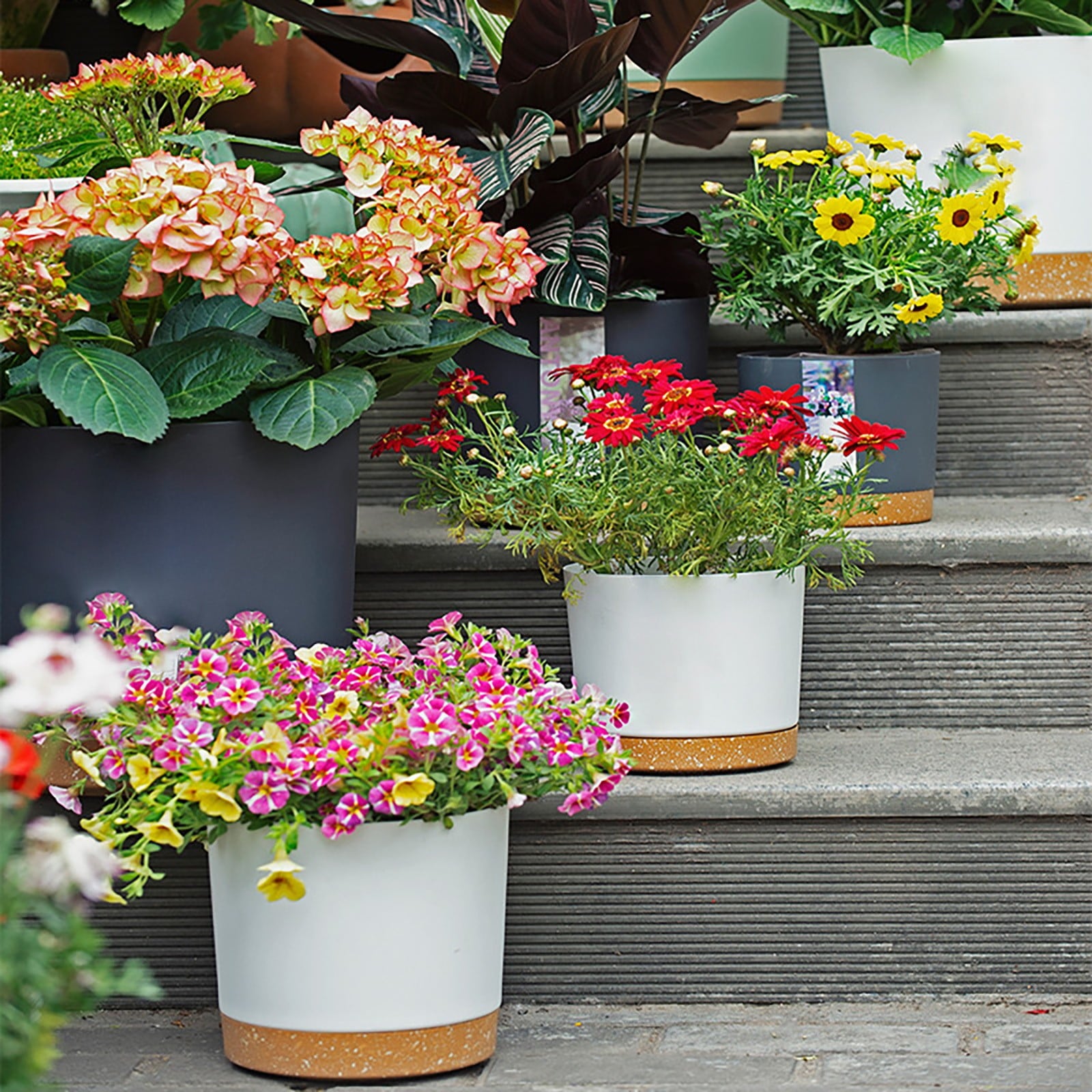 Xwjun African Violet Pots Planting Pots House Plant Pots Self Watering Plastic Planter With Drainage Hole And Saucer Decorative Flower Pot Flower Pots For Indoor Plants Indoor Plant Pots A