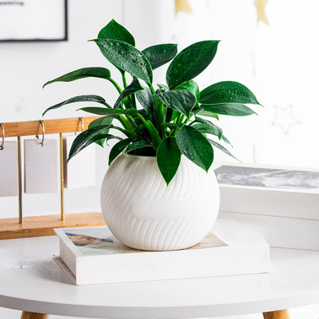 Fwttom Plant Pots, Plastic Self Watering Pots for Indoor Plants, Planter Container for Windowsill Balcony Home Decoration, White