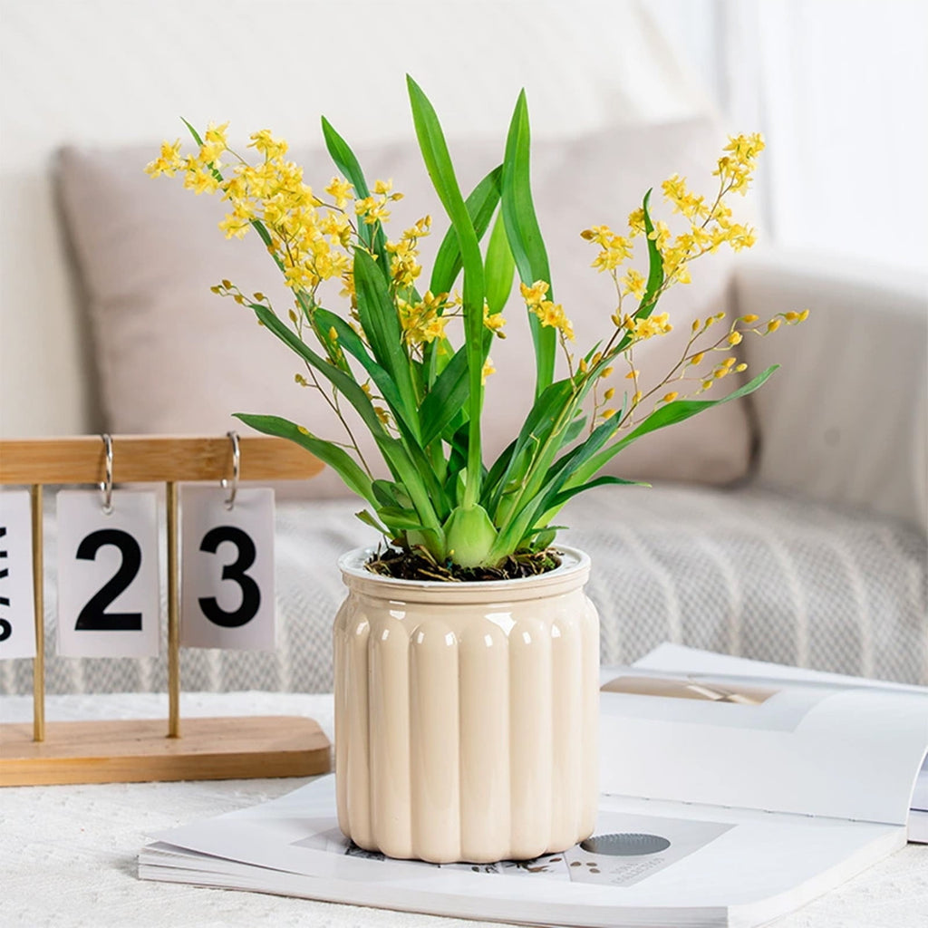 SLYNSHome Self Watering Planters Pot for Indoor Plants Automatic Watering Pots Decorations Transparent Flowers Pot for Home Office Table - Beige