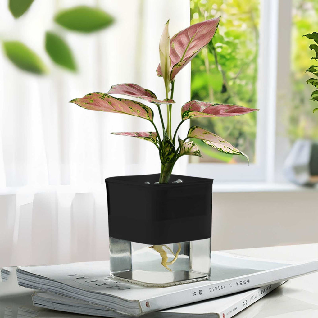 COM1950s Self-Watering Planter- Self Watering Pots for Indoor Plants,Clear Plastic Automatic-Watering Planter Flower Pot Square-Plant-Pot for All Plants,Succulents,Herb,African Violets,Flowers (4X4In)