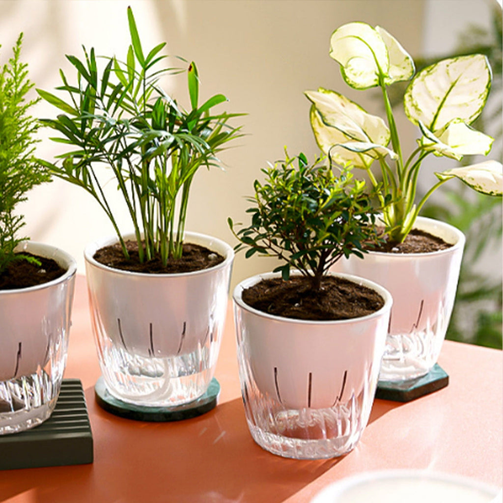Transparent Self Watering Planter Double Layer Reservoir Small Plastic Flower Pot for Succulents Herbs Office Plants