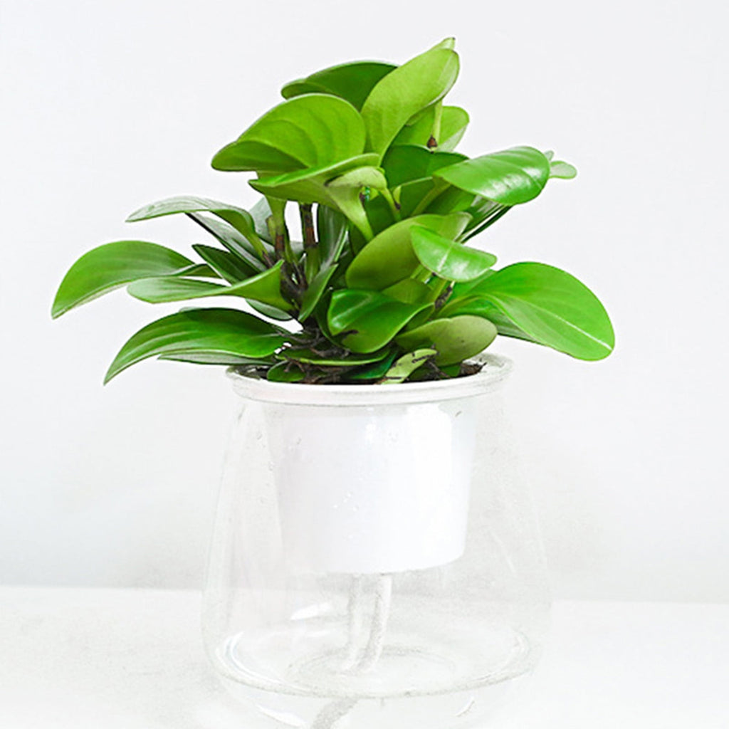 SPRING PARK Self Watering Planter, Violet Pots, Clear Plastic Automatic-Watering Planter Flower Pot Plant Pot for All House Plants, Succulents, Herb, African Violets