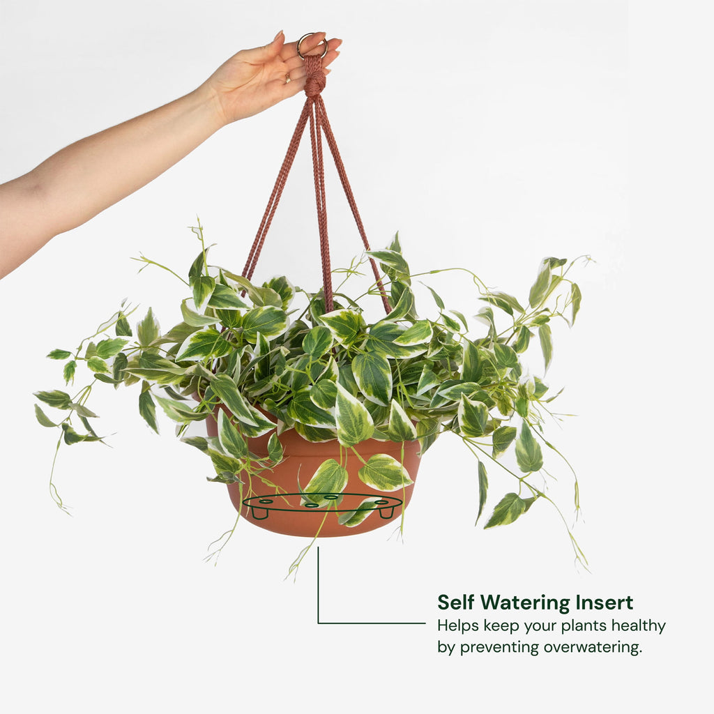Bloem Dura Cotta 12" Terra Cotta Round Self Watering Hanging Basket Planter with Drainage with Macrame Cord Included