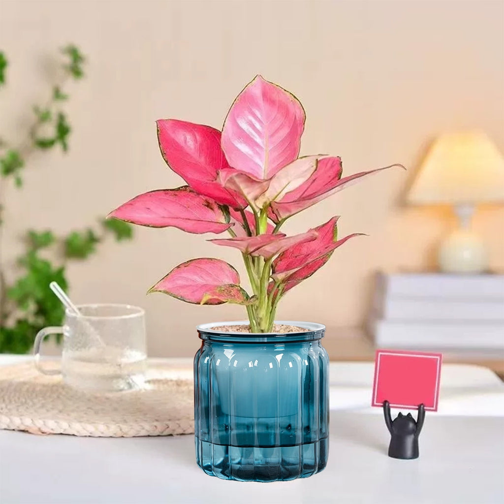 Harlier Self Watering Planter Plastic, 4 Inch Plant Pots Indoor, Small Self Watering Orchid Pot Pumpkin Planter Flower Pot for All House Plants, Flowers, African Violets (Blue)