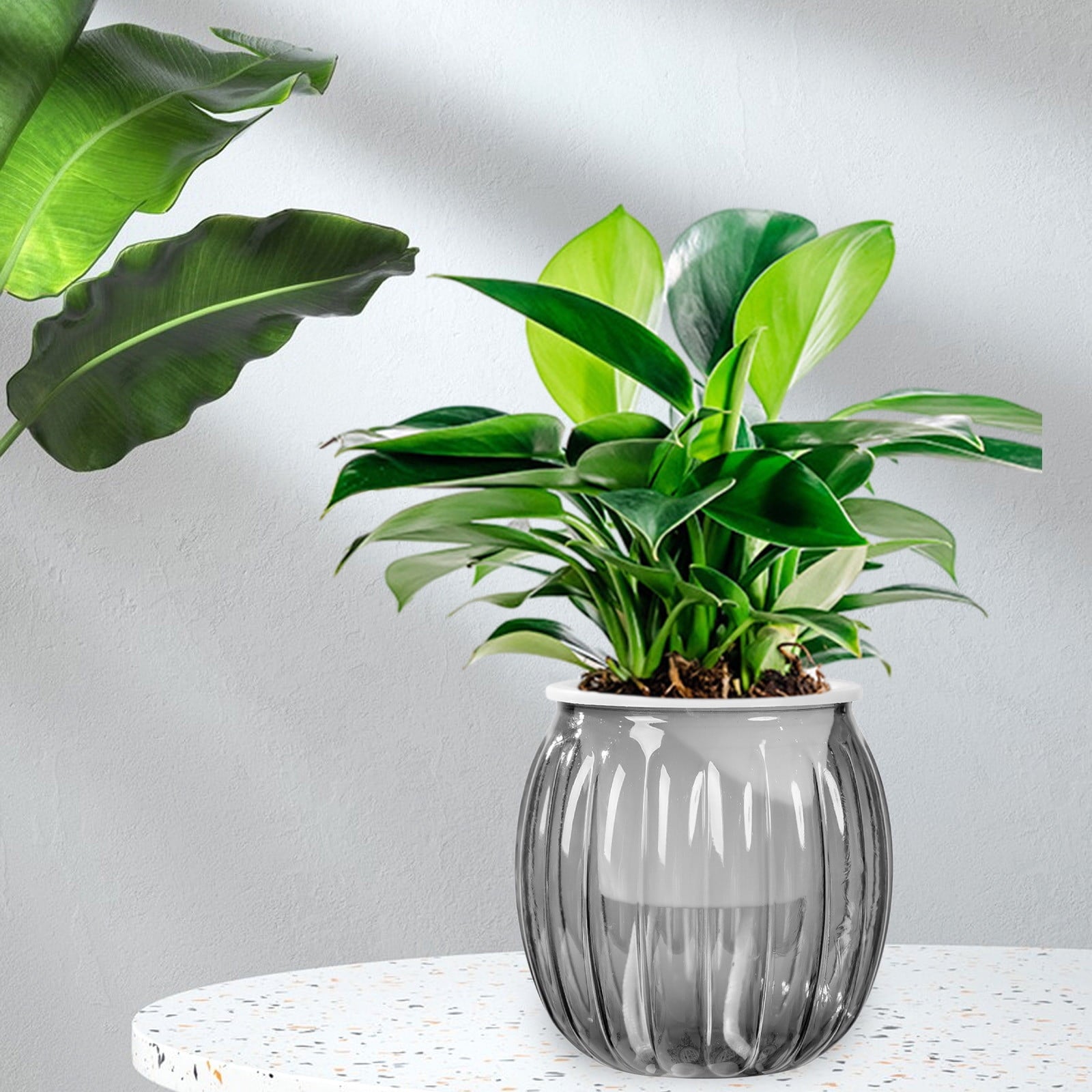 Todaioua 4 Inch Self Watering Plant Pot, Self Watering Pots, Small Self Watering Planter with Reservoir for Indoor Plants for Garden Home, Green Plant Lovers (Transparent Gray)