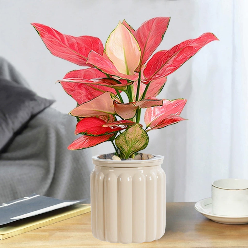 SLYNSHome Self Watering Planters Pot for Indoor Plants Automatic Watering Pots Decorations Transparent Flowers Pot for Home Office Table - Beige