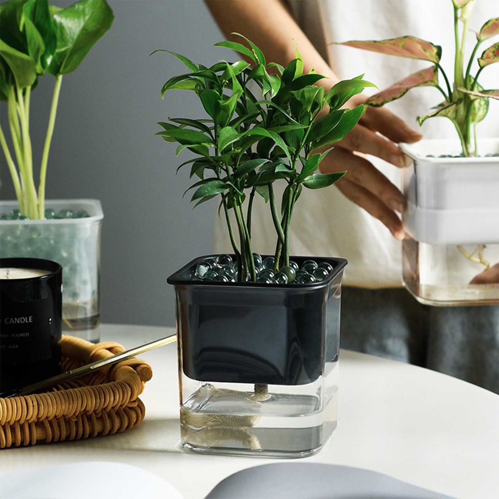 COM1950s Self-Watering Planter- Self Watering Pots for Indoor Plants,Clear Plastic Automatic-Watering Planter Flower Pot Square-Plant-Pot for All Plants,Succulents,Herb,African Violets,Flowers (4X4In)
