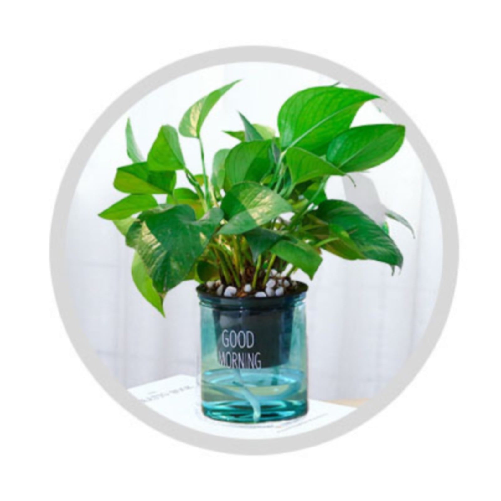 Self Watering Planter, Self Watering Pots for Indoor Plants, 4 Inch Clear African Violet Pots for Indoor Plants, Automatic-Watering Planter with Drainage, Wick Rope, Windowsill Gardens, Herb, Orchid