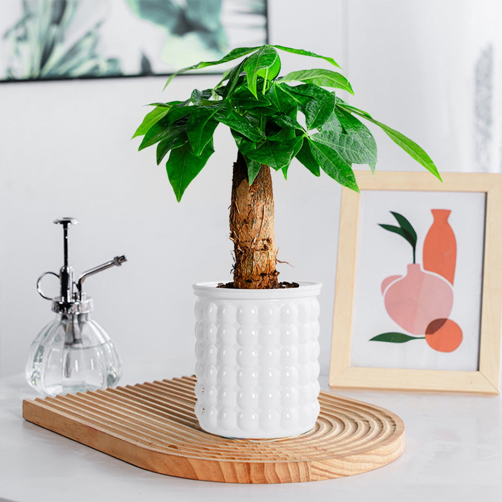 Self Watering Planter with Wick SyTransparent Greenery Pot for Indoor Garden 1-Pack