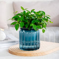 ACDANC 2026 New Self-Watering Plants Pots - 4.5" Transparent Plastic Planter with Water Reservoir,Automatic Watering Flower Pot for Indoor Plants,Desk Decor for Succulents,Herbs & Small Plants (Blue)