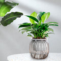 AUHomi Self Watering Pots for Indoor Plants Planter, 4.3 Inch 1 Pack Planters Self Watering Plant Pots for Flower, Houseplants, Succulent, African Violets and Cactus with Drainage (Black)