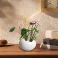 Ceramic Hydroponic Flower Pot for Succulents, Creative Self Watering Planter for Home Gardening, Modern Home Furnishings and Tabletop Decor, Indoor Plant Pot