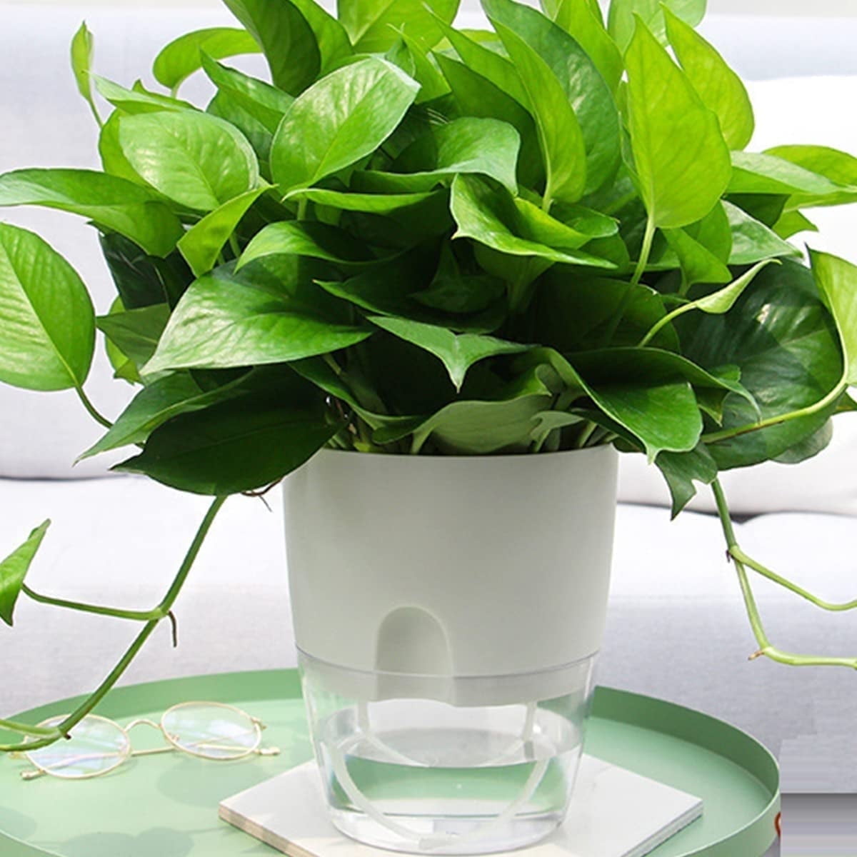 Trianu Self Watering Planter for Indoor Plants, 6 inch Clear Plastic Violet Flower Pots, Round Watering Plant Pot for Plants, Orchid, Succulents, Herbs, White
