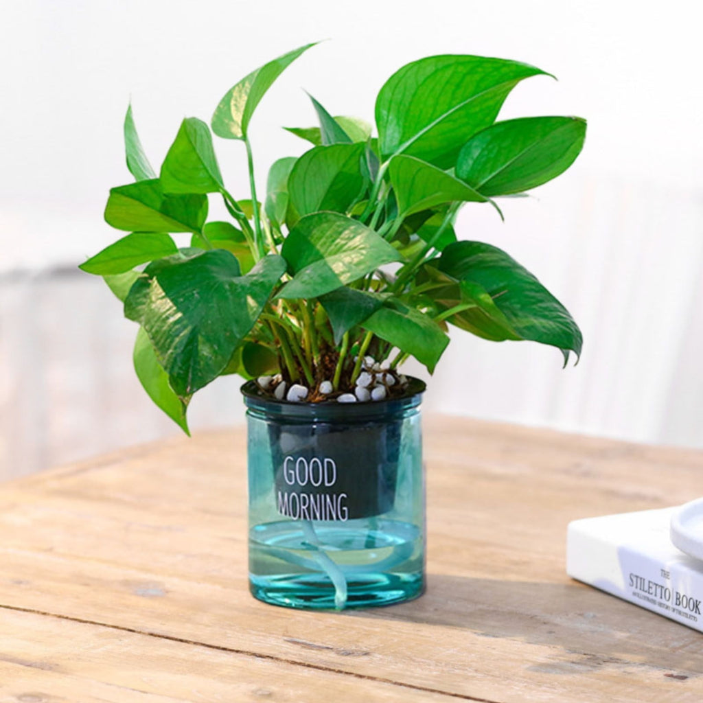 EZPXFCI Self Watering Pots, 4 Inch Self Watering Pots for Indoor Plants, Planter Pot with Wick Rope and Reservoir for African Violet, Spider Plant, Orchid