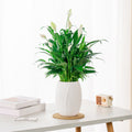 Flower Pot under $5! kkbbma Self Watering Flower Pots for Indoor Plants, Automatic Irrigation Planter with Water Level Indicator for Desktop Balcony Garden Succulents Herbs