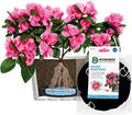 HYDROBOX 5.9'' Round Black Smart Planter with Self-Watering Feature