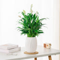 Outoloxit Self-Watering Flower Pot for Lazy Gardeners - Automatic Plant Watering System, Leaf Shaped Plastic Planter for Desktop, Balcony, Succulents and Herbs