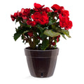 🪴 Santino ASTI 9.2 Inch Self Watering Planter BLACK-GOLD/BLACK (Set of 3) for Indoor Plants - Modern Plastic w/ Water level Indicator for All House Plants, African Violets and Dahlias