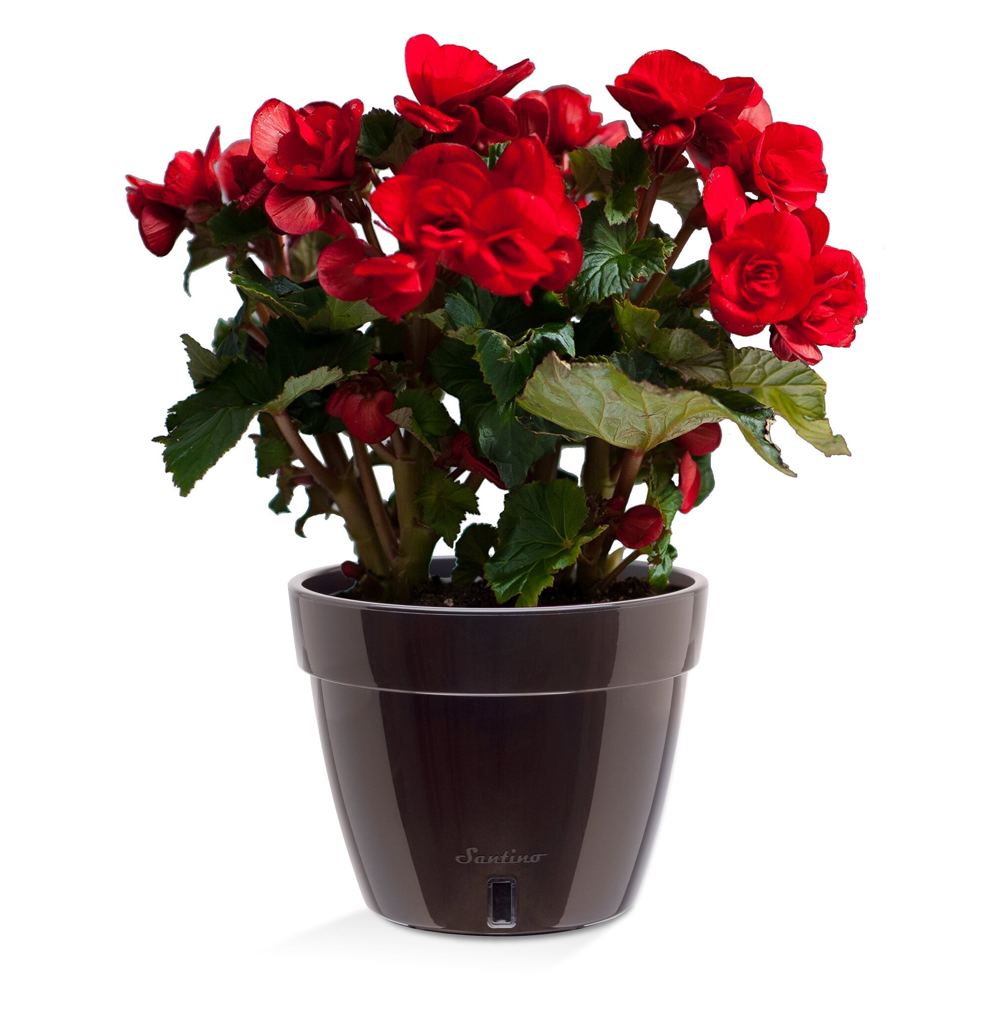 🪴 Santino ASTI 9.2 Inch Self Watering Planter BLACK-GOLD/BLACK (Set of 3) for Indoor Plants - Modern Plastic w/ Water level Indicator for All House Plants, African Violets and Dahlias