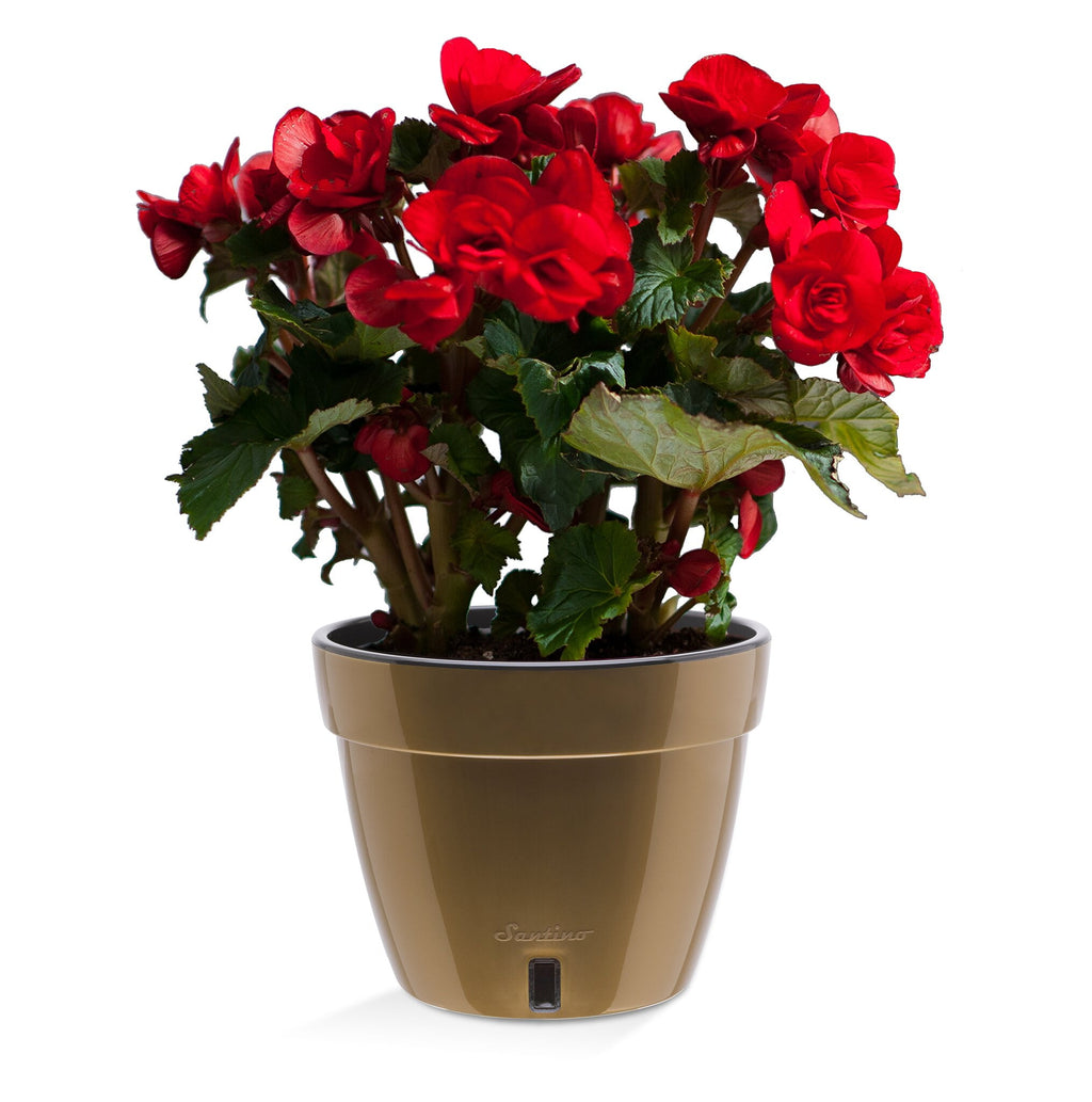 🪴 Santino ASTI 10.6 Inch Self Watering Planter GOLD/BLACK for Indoor Plants - Modern Plastic Planter Pot w/ Water level Indicator for All House Herbs, Plants, African Violets and Dahlias