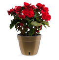 🪴 Santino ASTI 10.6 Inch Self Watering Planter GOLD/BLACK for Indoor Plants - Modern Plastic Planter Pot w/ Water level Indicator for All House Herbs, Plants, African Violets and Dahlias