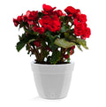 🪴 Santino ASTI 11.8 Inch Self Watering Planter GREY/WHITE for Indoor Plants - Modern Plastic Planter Pot w/ Water level Indicator for All House Herbs, Plants, African Violets and Dahlias