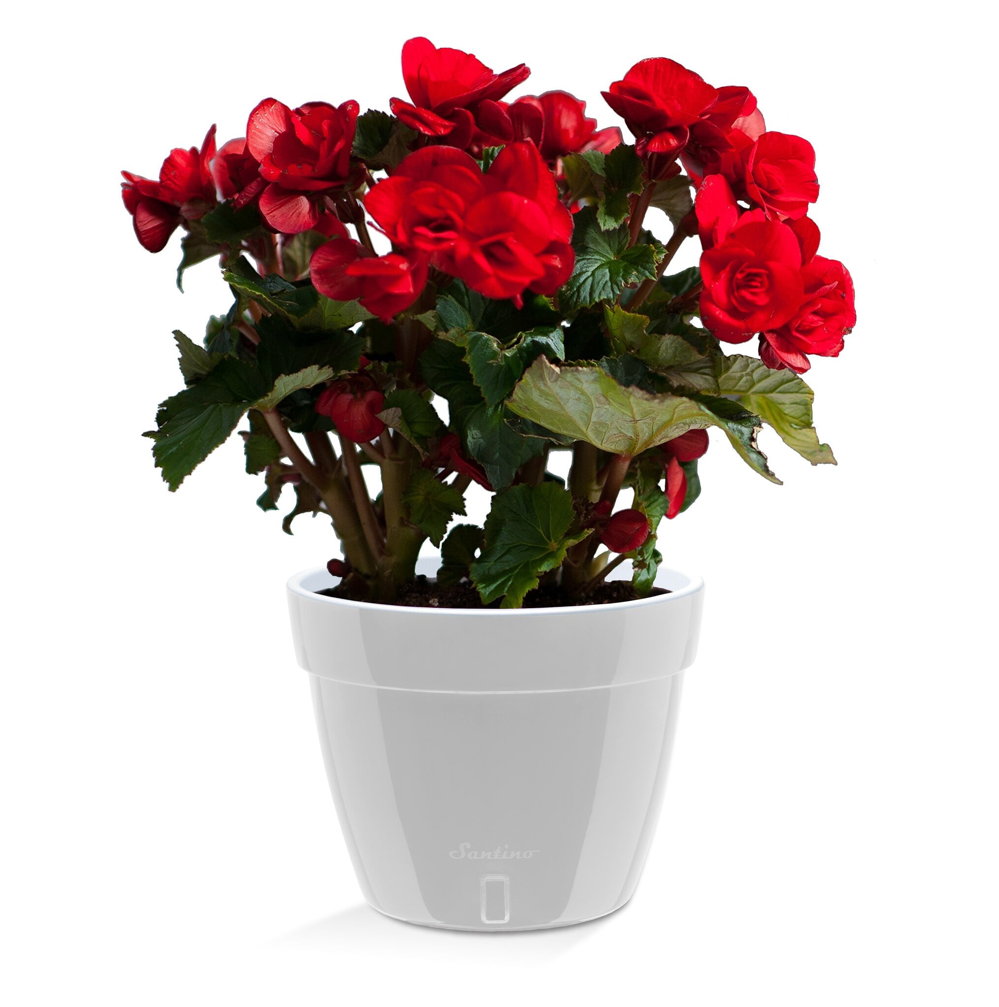 🪴 Santino ASTI 11.8 Inch Self Watering Planter GREY/WHITE for Indoor Plants - Modern Plastic Planter Pot w/ Water level Indicator for All House Herbs, Plants, African Violets and Dahlias