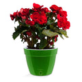 🪴 Santino ASTI 7.1 Inch Self Watering Planter GREEN-GOLD/WHITE (Set of 3) for Indoor Plants - Modern Plastic Pot w/ Water level Indicator for House Plants, African Violets and Dahlias
