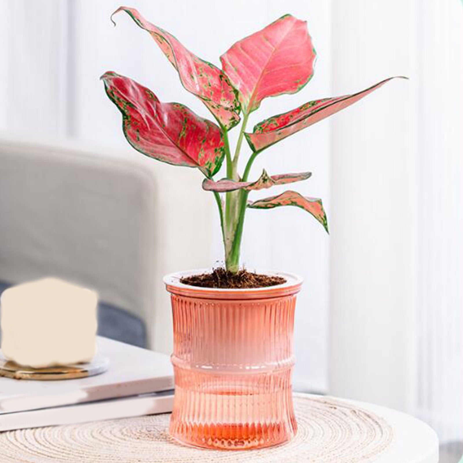 Self Watering Planter under $5! CQCYD Self Watering Plant Pots for Indoor Plants, Automatic Watering Planters for Houseplants, Plastic Flower Pots with Water Reservoir, Lazy Gardener Plant Containers