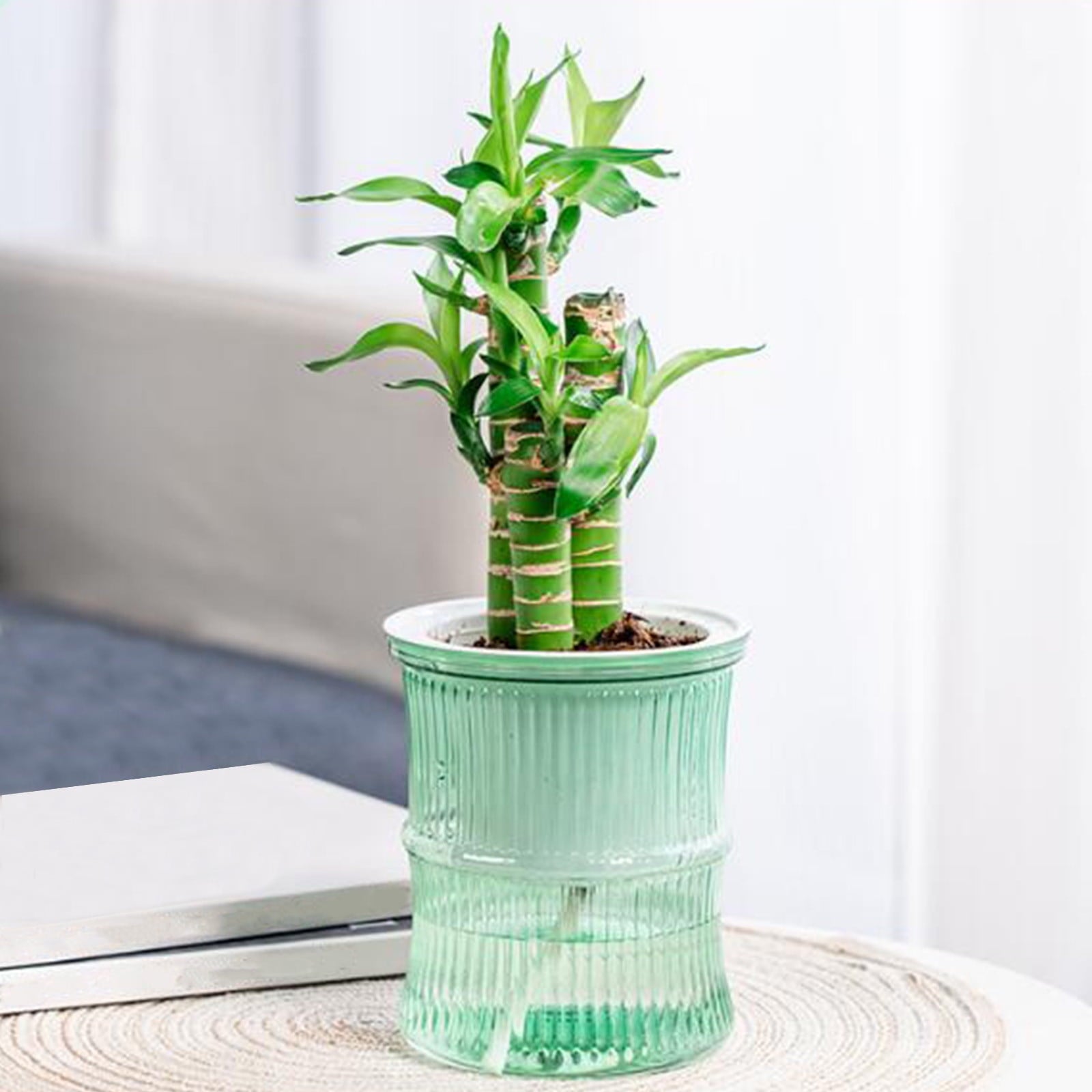 Self Watering Planter under $5! CQCYD Self Watering Plant Pots for Indoor Plants, Automatic Watering Planters for Houseplants, Plastic Flower Pots with Water Reservoir, Lazy Gardener Plant Containers