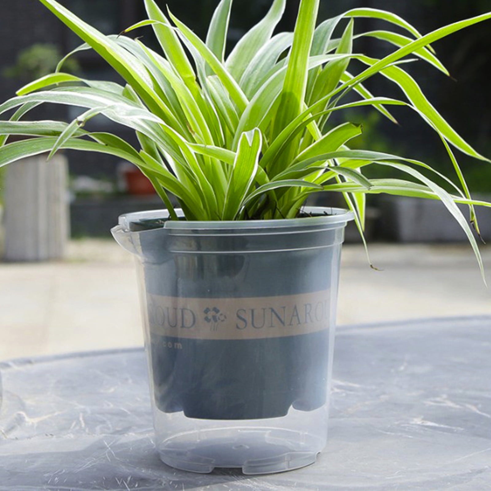 Self Watering Planter | Clear Plastic Automatic Watering Flower Pot for Succulents Herbs & Indoor Plants | 2 Sizes Available