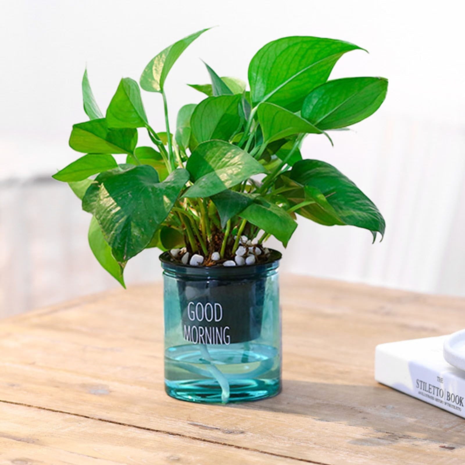 Self Watering Planter, Self Watering Pots for Indoor Plants, 4 Inch Clear African Violet Pots for Indoor Plants, Automatic-Watering Planter with Drainage, Wick Rope, Windowsill Gardens, Herb, Orchid