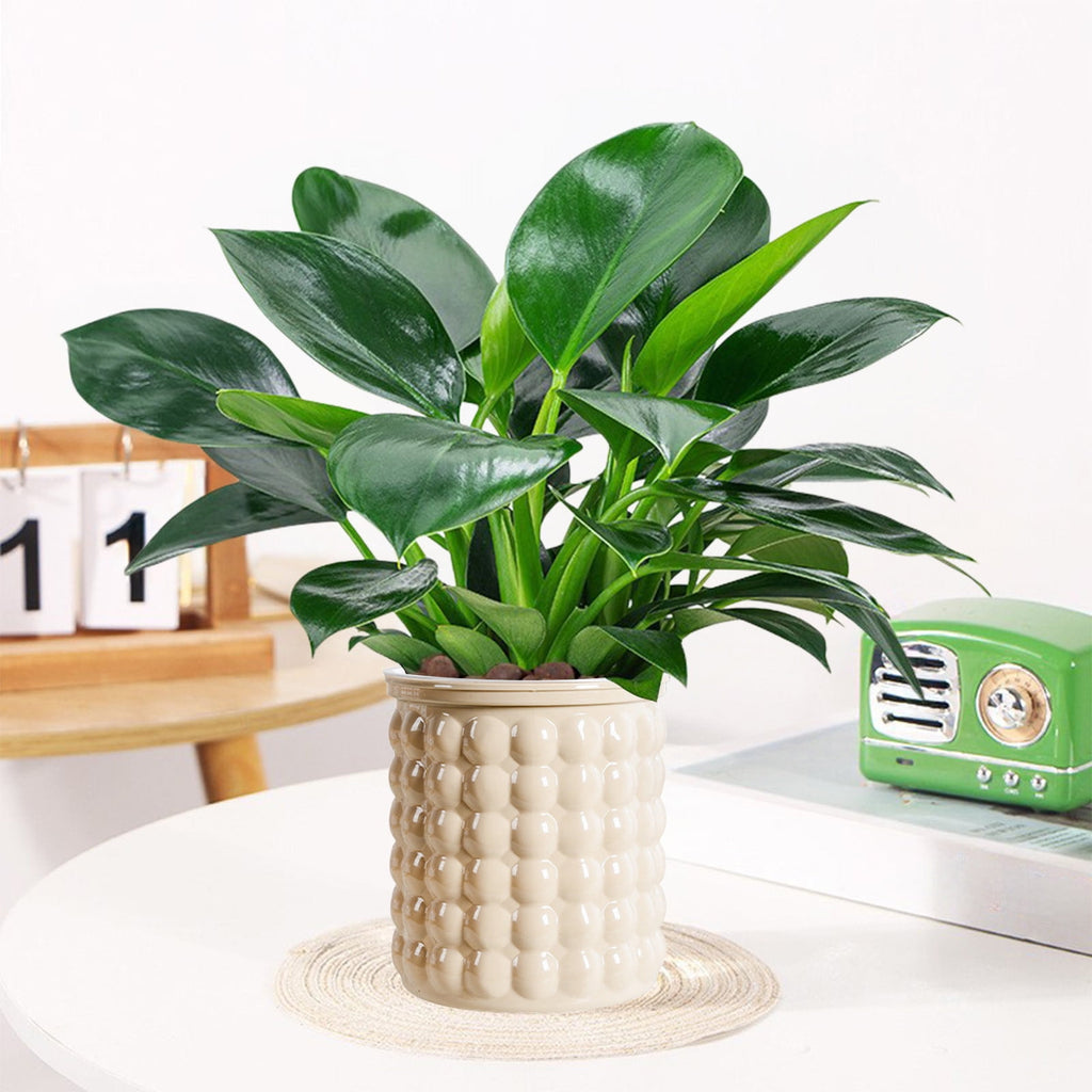 Self Watering Planter with Wick SyTransparent Greenery Pot for Indoor Garden 1-Pack