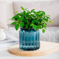 Transparent Self Watering Planter for Indoor Plants, Plastic Lazy Gardener Pot with Large Reservoir for Desktop or Home Decor