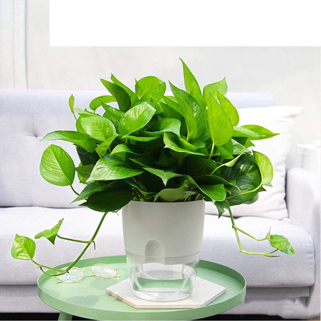 Chainplus 3 Pack Self Watering Planter Pots for Indoor Plants, 6 Inch African Violet Pots with Wick Rope,White