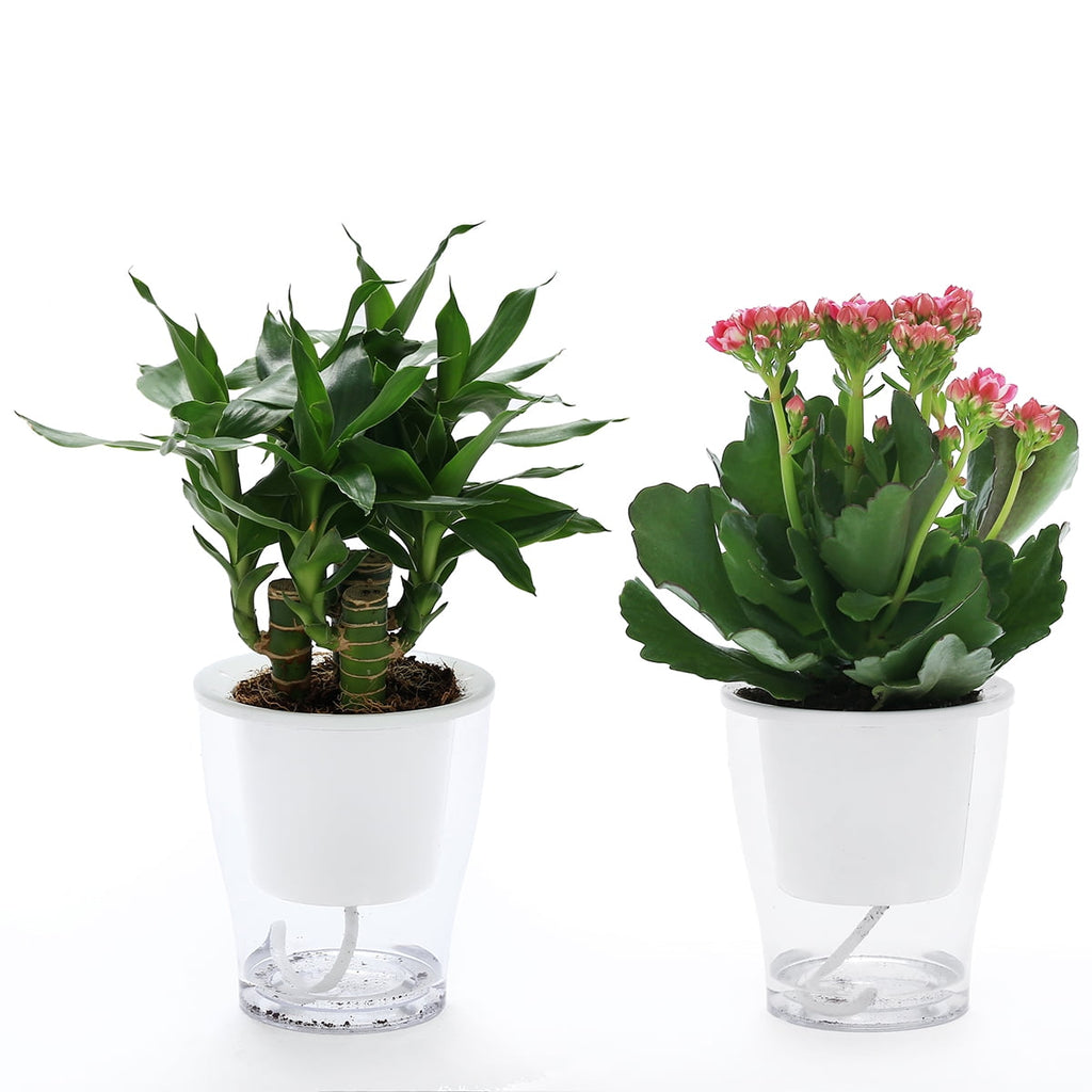 5 Packs 4.3 Inches Clear Self Watering Planters Plastic Self Watering Pots Wick Flower Pots for Indoor Plants, African Violet, Ocean Spider Plant, Orchid, Clear and White