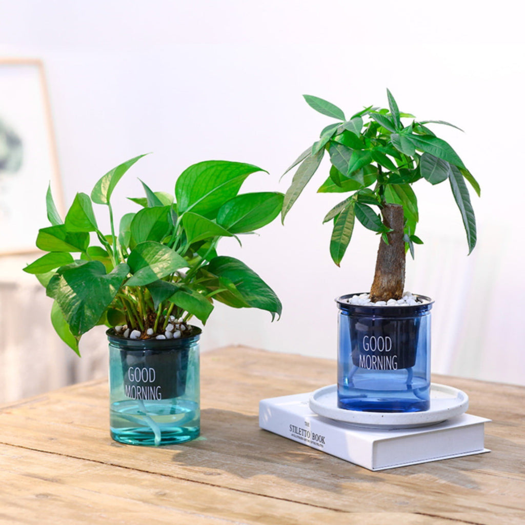 Self Watering Planter, Self Watering Pots for Indoor Plants, 4 Inch Clear African Violet Pots for Indoor Plants, Automatic-Watering Planter with Drainage, Wick Rope, Windowsill Gardens, Herb, Orchid