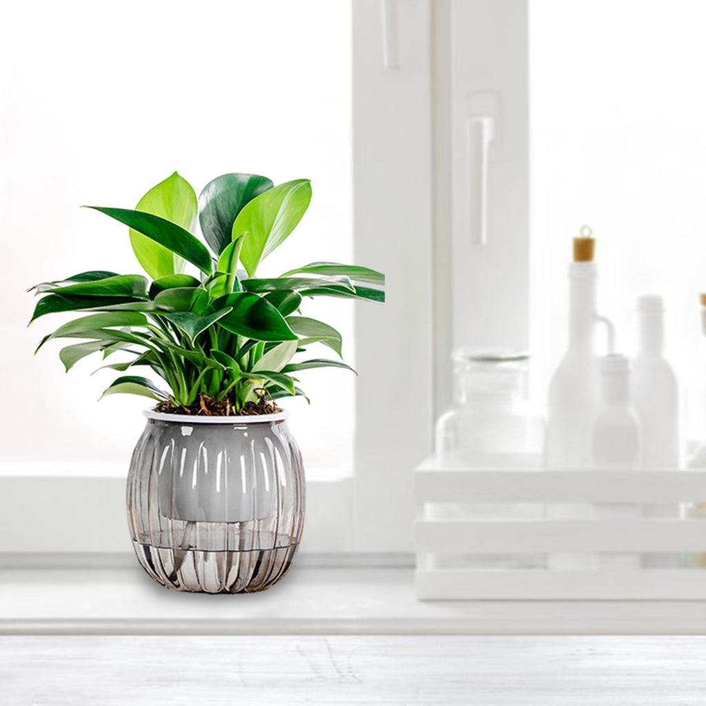 FASIAOU Self Watering Planter , African Violet Pots, Clear Plastic Automatic-Watering Planter Flower Pot Square Plant Pot for All House Plants, Succulents, Herb, African Violets (1 Pcs )Clear