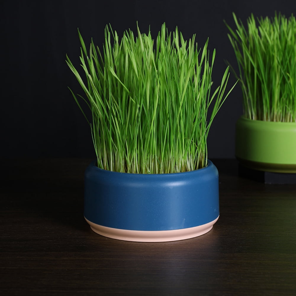 Trianu 2 Pack Cat Grass Planter Self Watering Pots Cat Plant Nursery Planting Box Cat Grass Planting Container Hydroponic Plants for Cats (Yellow, NO SEEDS)