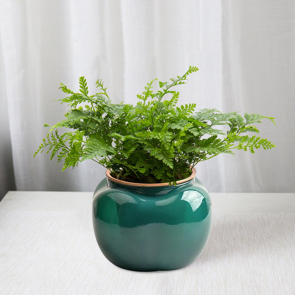 WMGHA 5.3 Inch Self Watering Plastic Planter with Water Container, Modern Decorative Planter Flower Pot for House Plants, Herbs, Aloe, African Violets, Succulents