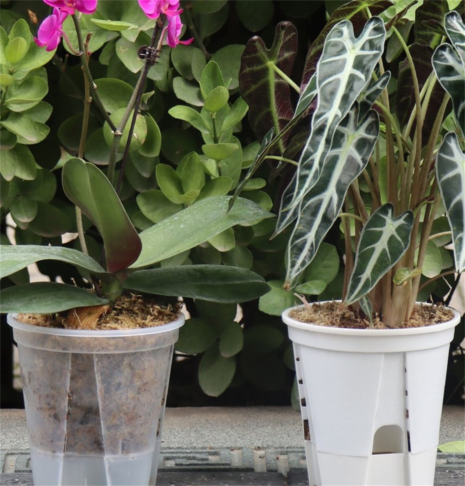 Self Watering Pots,Bexikou Set of 3 Plastic Planters with Drainage Holes and Deep Reservoir for Indoor Outdoor Garden Plants and Flowers, White
